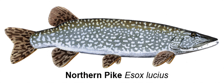 Fly lines, leaders and thoughts for summer time Pike and Perch fishing