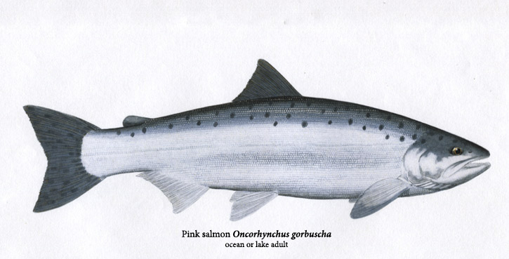Pink Salmon, Oncorhynchus gorbuscha