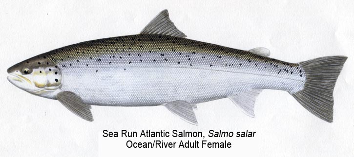 Cosseboom Fly: Premier Salmon & Steelhead Fishing Flies