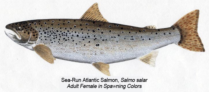 Female Vs. Male Steelhead.there's a difference – Blood Run Fishing