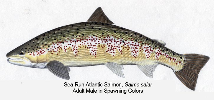 Beginner's Guide: Legendary Atlantic Salmon - Speilfinne Spawns