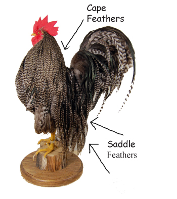 A Guide to Chicken Feathers Used for Fly Tying