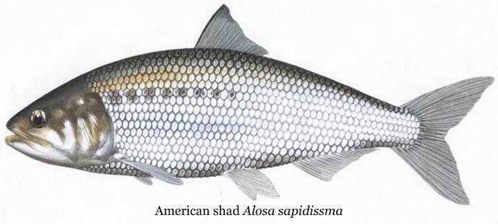 Fishing for American Shad 